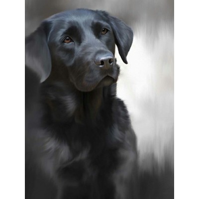Black Labrador - 40th Celebration Image