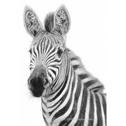 Old Curly by David Dancey-Wood