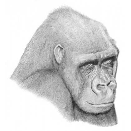 Tamki by Martin Sayer