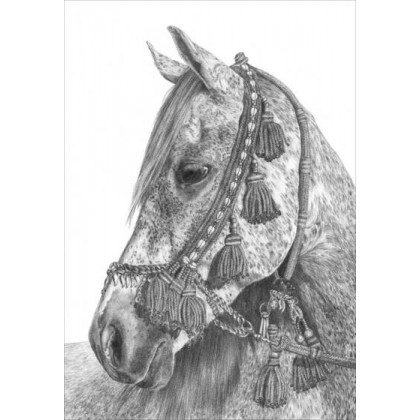 Pure Arabian by Sue Miles