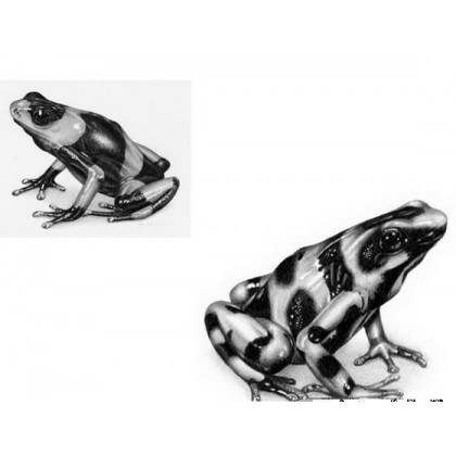 A Pair of Frogs by David Dancey-Wood