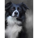 Black and White Collie - 40th Celebration Image