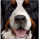 Larger Than Life - Bernese