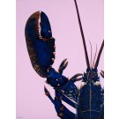 Blue Lobster - Pink