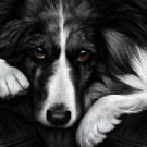 Dog Tired - Border Collie