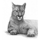 Cougar by David Dancey-Wood