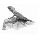 Basking Agama by David Dancey-Wood