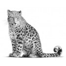 Amur Leopard by David Dancey-Wood