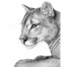 Daydreamer by David Dancey-Wood