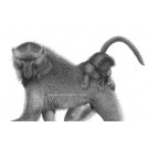 Bush Taxi by David Dancey-Wood