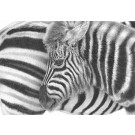 Black & White by David Dancey-Wood