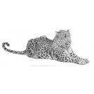 Persian Leopard by David Dancey-Wood