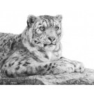 Snow Leopard by David Dancey-Wood