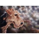 Airdale by Paul Doyle