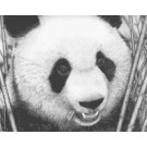 Panda by David Dancey-Wood