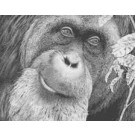 Orang-Utan by David Dancey-Wood