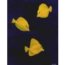 Yellow Tangs by Keith Siddle