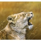 Lioness Yawn by Lyndsey Selley