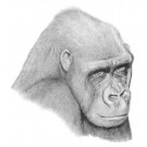 Tamki by Martin Sayer