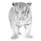 Mahli by Martin Sayer