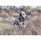 Dalmation by Paul Doyle