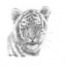 Tiger Study by Peter Hildick