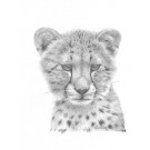 Cheetah Study by Peter Hildick