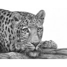 Alert by David Dancey-Wood