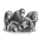 The Ladies by David Dancey-Wood