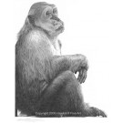 Paddy by David Dancey-Wood