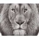 Serenity by David Dancey-Wood