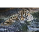 Who's there by Lyndsey Selley