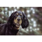 Gordons Grin by Paul Doyle