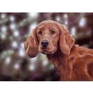 Irish Eyes by Paul Doyle