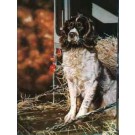 On Standby by Paul Doyle