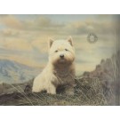 Westie by Northern Editions