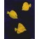 Yellow Tangs by Keith Siddle