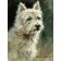 The Westie by Mick Cawston