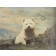 Westie by Northern Editions